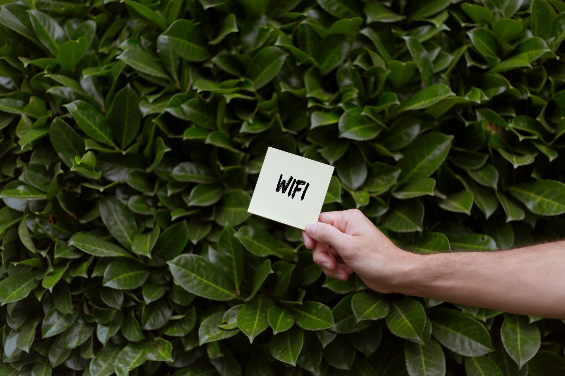 wifi adapter not working windows 11 - A hand holding a note with 'WiFi' in front of lush green leaves, outdoor scene.